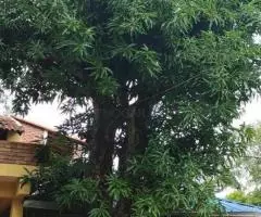 Departamento 50 m2 con terraza en Mboсayati (Guairá) - 7