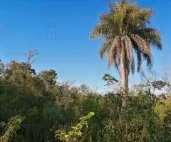 Terreno de 25 hectáreas en Trinidad (Itapúa)