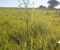 Terreno 2 Ha en Trinidad (Itapúa)
