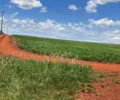 Parcelas de 14,3 y 28,6 hectáreas en Hohenau (Itapúa)