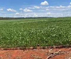 Parcelas de 14,3 y 28,6 hectáreas en Hohenau (Itapúa)