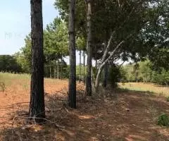 Terreno de 1 Ha en Bella Vista (Itapuá)