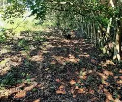 Terreno de 1 Ha en Bella Vista (Itapuá)