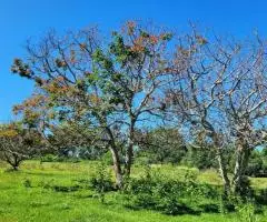 Terreno de 1,4 hectáreas en Trinidad (Itapúa)