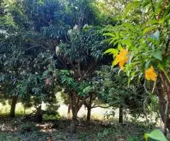 Terreno de 1,77 hectáreas en Limpio (Central)