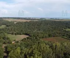 Campo de 4has en San Juan