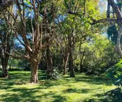 Vendo residencia con 5 hectareas de campo Hohenau - 12