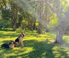 Vendo residencia con 5 hectareas de campo Hohenau - 13