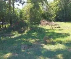 Terreno de 560 m2 en Hohenau (Itapúa)