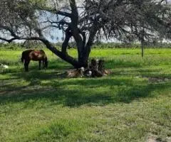 Rancho de 190 hectáreas en el Chaco (Presidente Hayes) en venta.