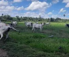 Rancho de 190 hectáreas en el Chaco (Presidente Hayes) en venta.