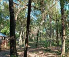 Terreno de 1 hectárea en Nueva Colombia (Cordillera) en venta