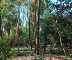 Terreno de 1 hectárea en Nueva Colombia (Cordillera) en venta