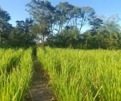 Terreno de 50 hectáreas con casa en Alto Verá (Itapúa) - 6
