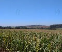 Terreno de 217 hectáreas en Colonia Tirol (Itapúa)