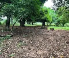 Terreno de 3,5 hectáreas en Eusebio Ayala (Cordillera)