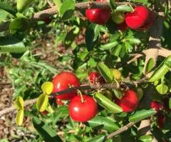 CASA RENOVADA CON TRES APARTAMENTOS Y JARDÍN!